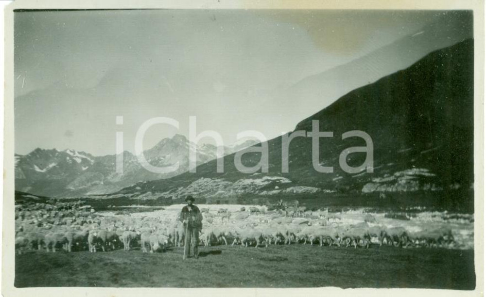 Fotografia d epoca originale 1935 ca TRIESTE ? Pastore Giuseppe OLIVERO con mandria di pecore Fotografia 1