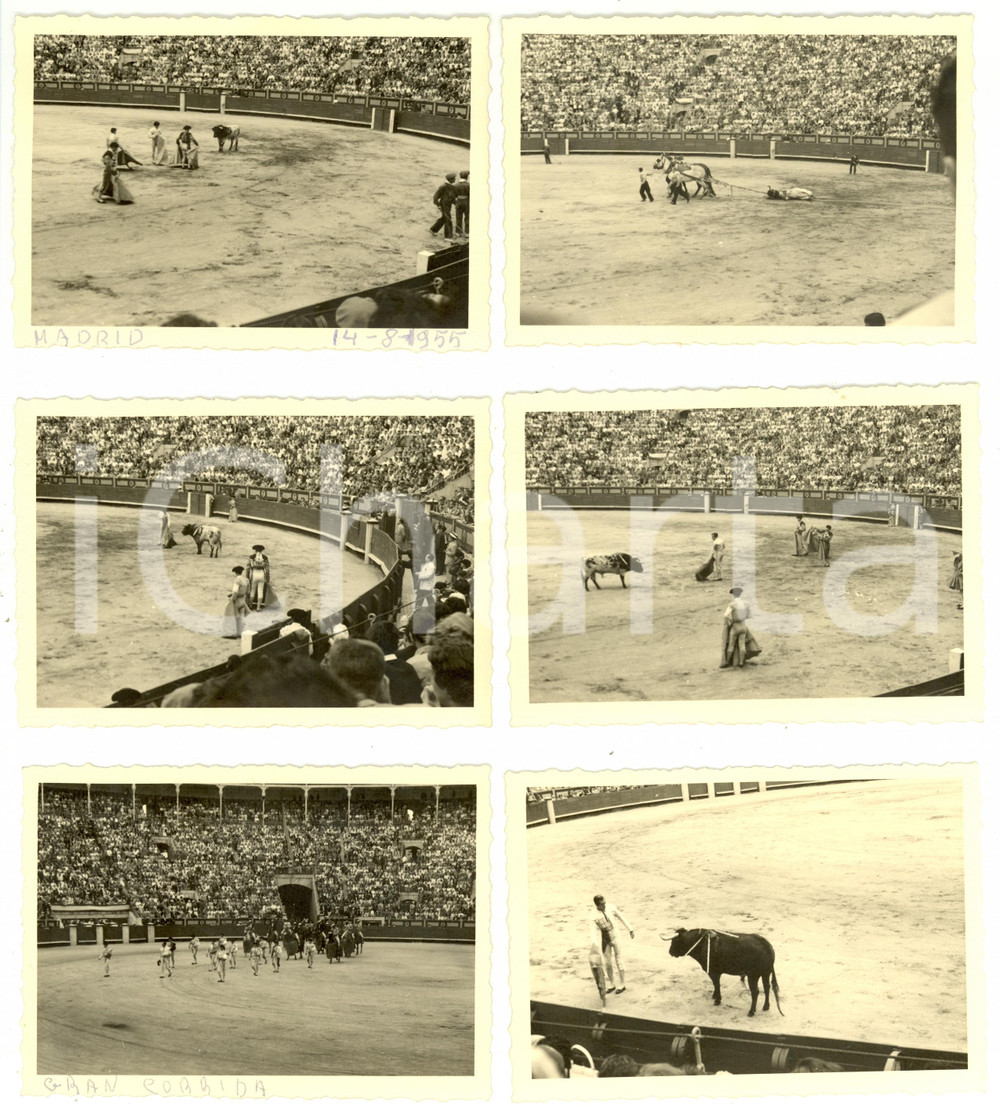 Fotografia d epoca originale 1955 MADRID Spagna La CORRIDA  Diverse scene e morte toro LOTTO di SEI FOTO 1