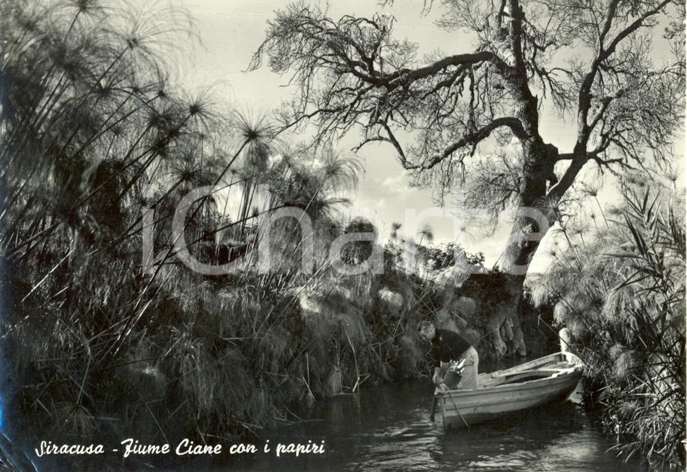 Cartolina originale da collezione 1960 SIRACUSA Veduta del FIUME CIANE con PAPIRI Cartolina animata FG VG 1