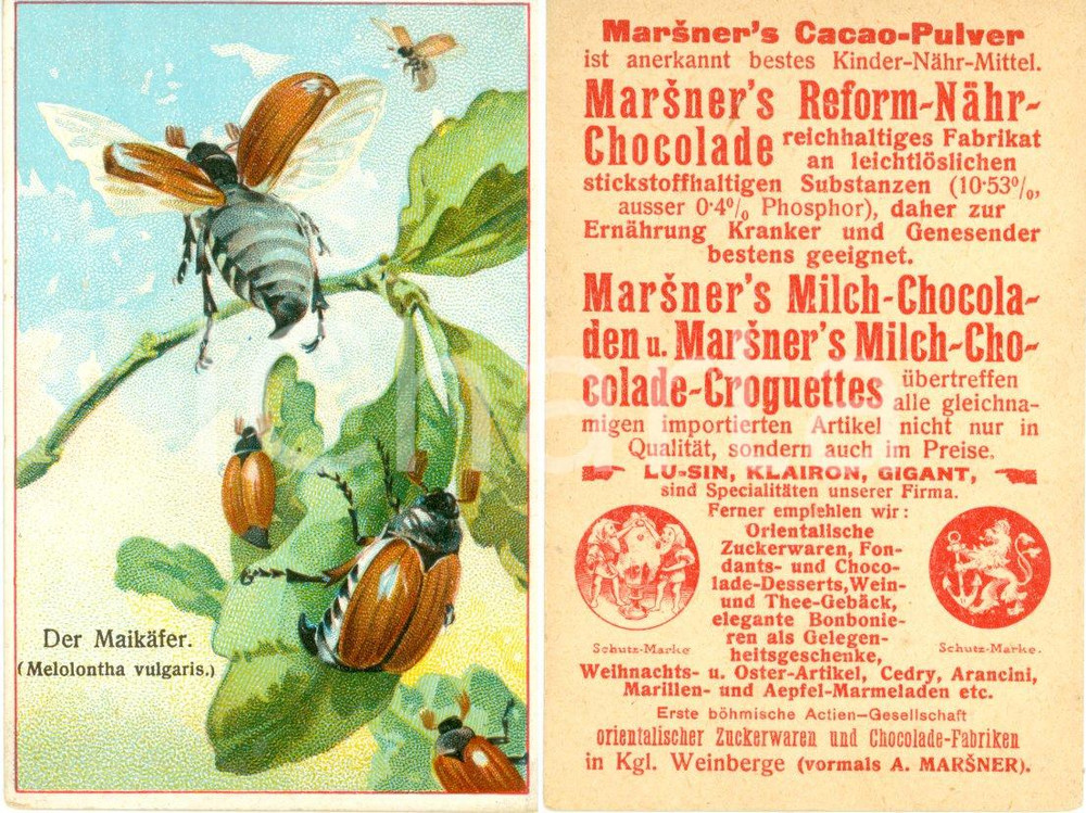 Materiale pubblicitario d’epoca 1940 ca MARSNER S CACAOPULVER Figurina pubblicitaria ILLUSTRATA 1