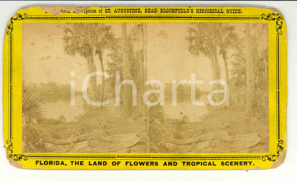 Fotografia d epoca originale 1890 ST JOHN S RIVER Florida An alligator sunning himself  Stereoscopy 1