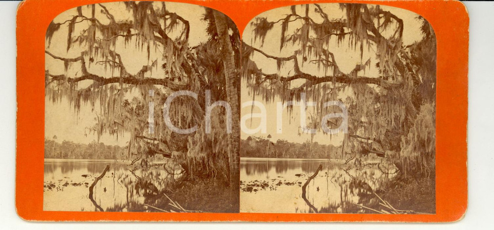 Fotografia d epoca originale 1890 ST JOHN S RIVER Florida A view on the river  Stereoscopy 1