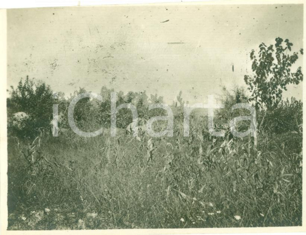 Fotografia d epoca originale 1917 SAN PIER D ISONZO GO WWI Posizione Batterie piana SAN ZANUT Fotografia 1