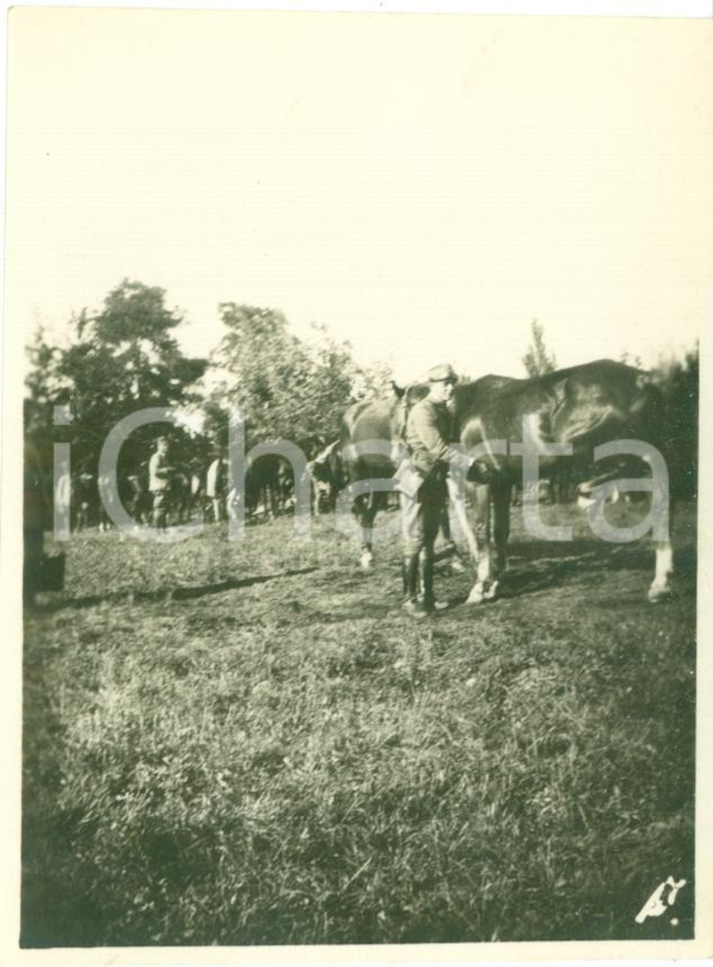 Fotografia d epoca originale 1917 FRONTE DEL PIAVE WWI Cavalli dell 82Â° Reggimento Fanteria Fotografia 1
