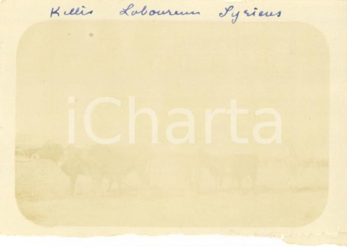 Fotografia d epoca originale 1920 KILIS TURCHIA Contadini arano strada della battaglia AINTAB Foto 9 x 6 cm 1