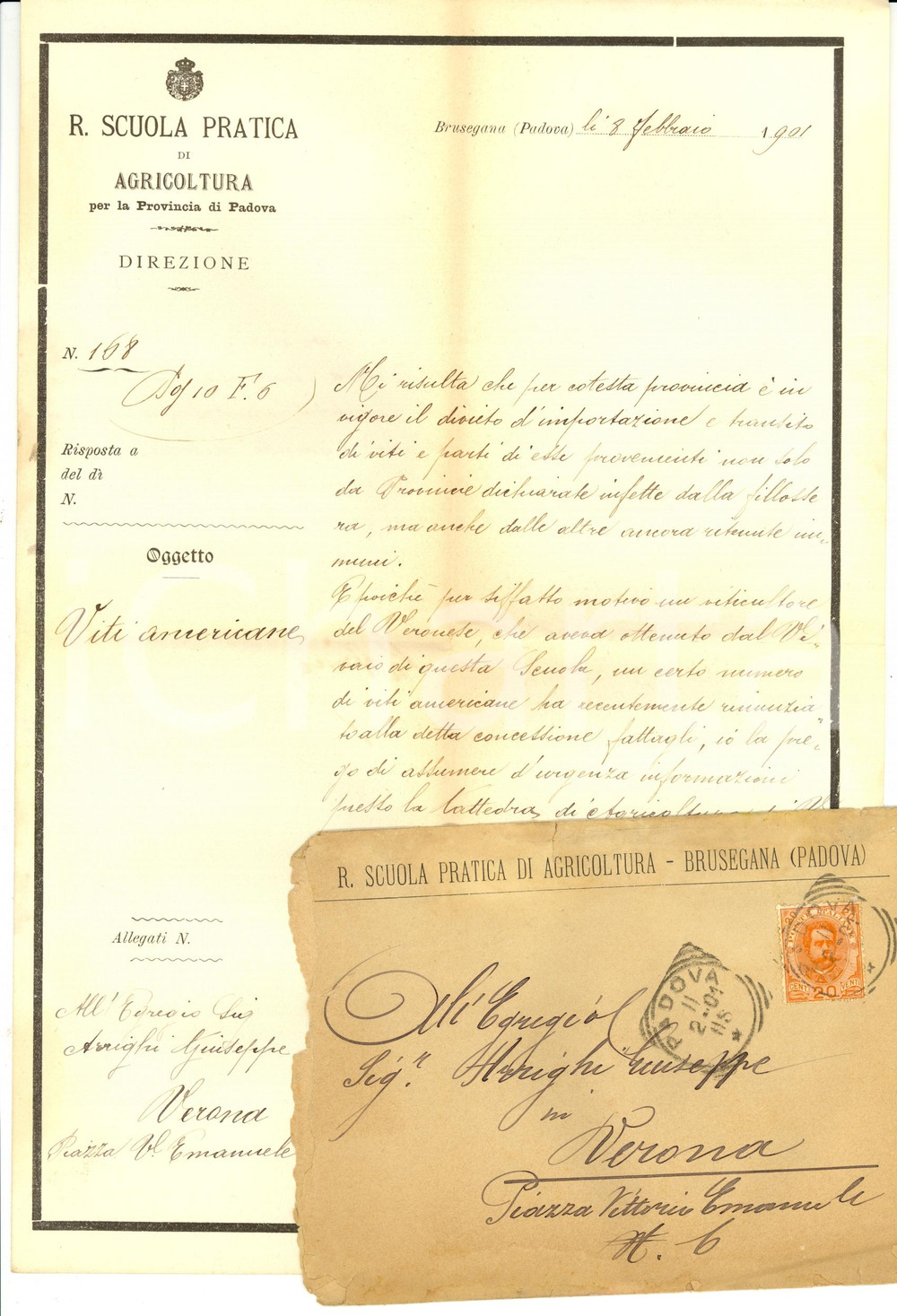 Documento originale, autentico 1901 BRUSEGANA PD Scuola Pratica di Agricoltura  Viti americane e filossera 1