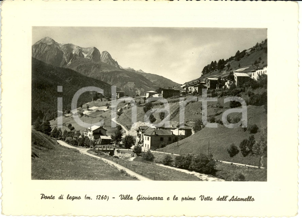 Cartolina originale da collezione 1951 PONTE DI LEGNO BS Veduta di VILLA GIOVINEZZA e vette ADAMELLO FG VG 1