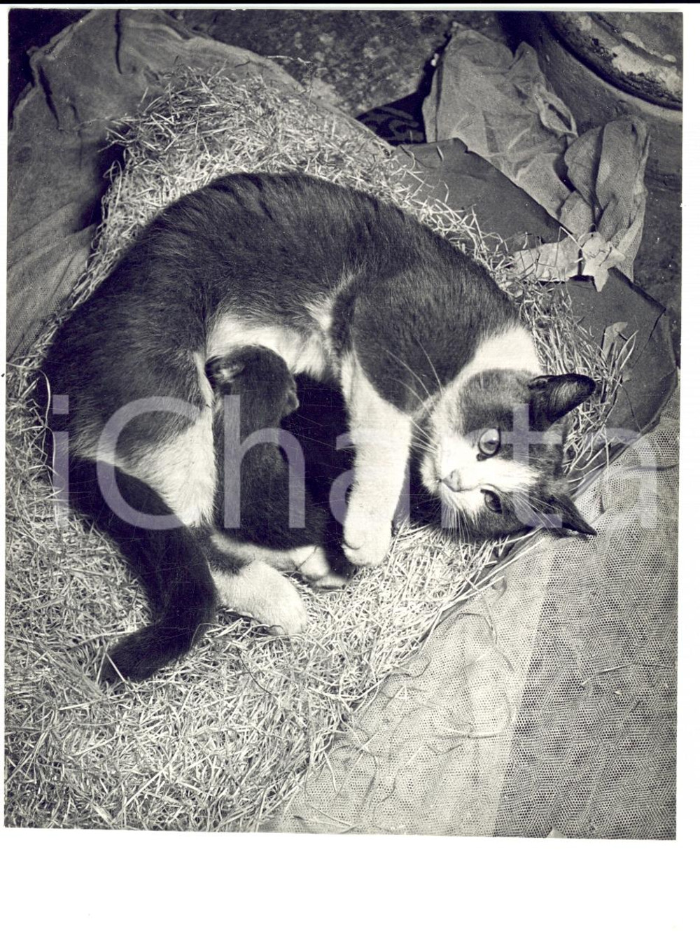 Fotografia d epoca originale 1970 ca TORINO Gatta allatta il suo cucciolo sulla paglia Foto HAUS 1