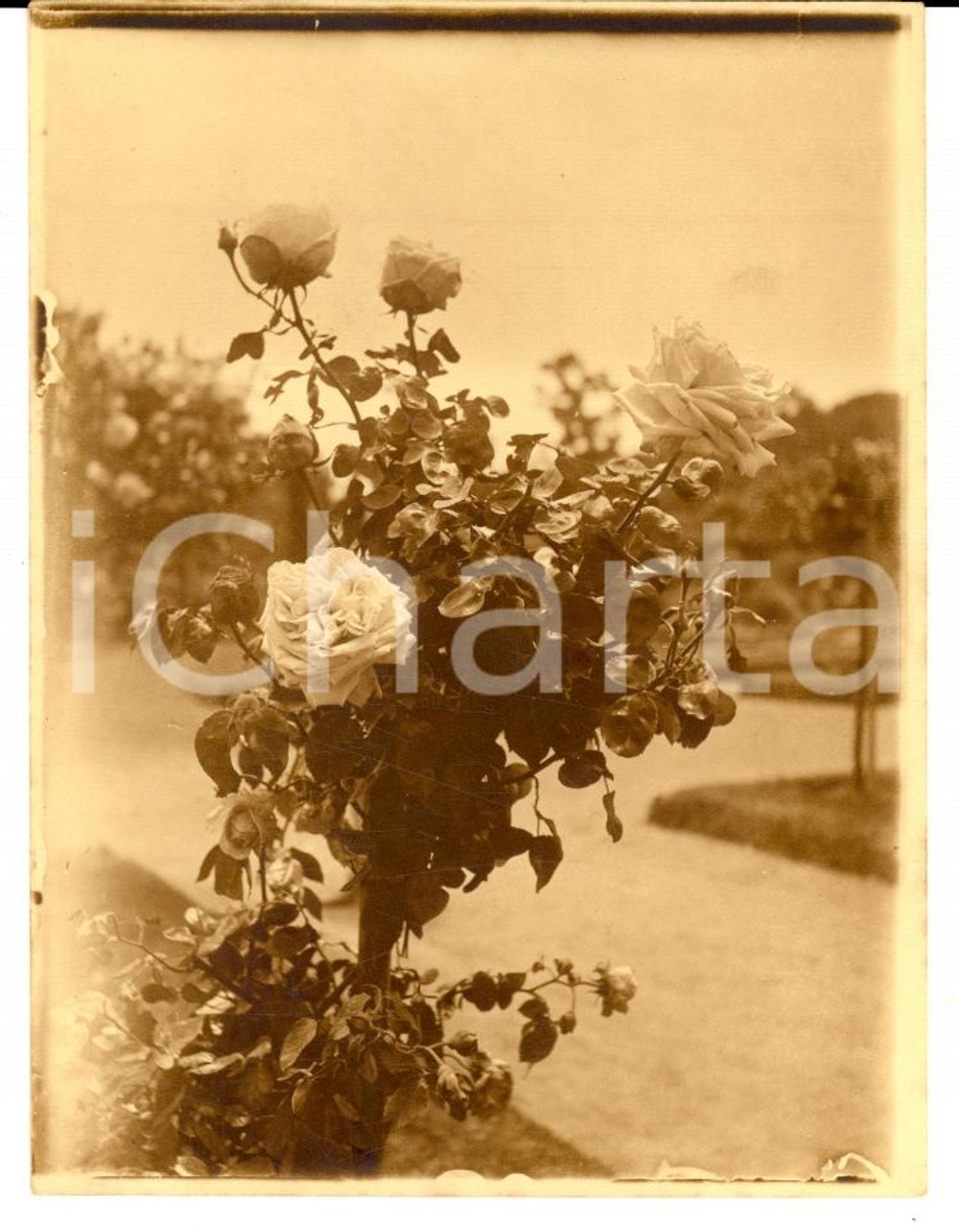 Fotografia d epoca originale 1920 RIO DE JANEIRO BRAZIL Cespuglio di rose al JARDIM BOTANICO Foto 1