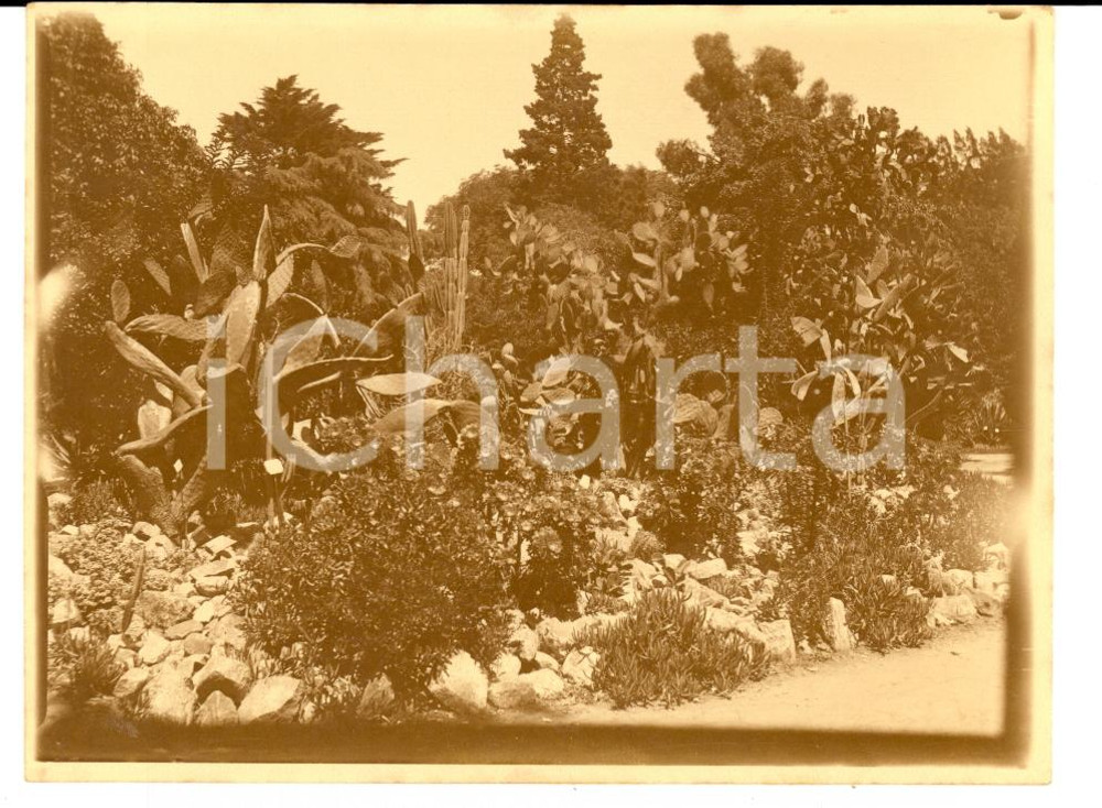 Fotografia d epoca originale 1920 RIO DE JANEIRO BRAZIL Veduta interna del Giardino Botanico Foto 1
