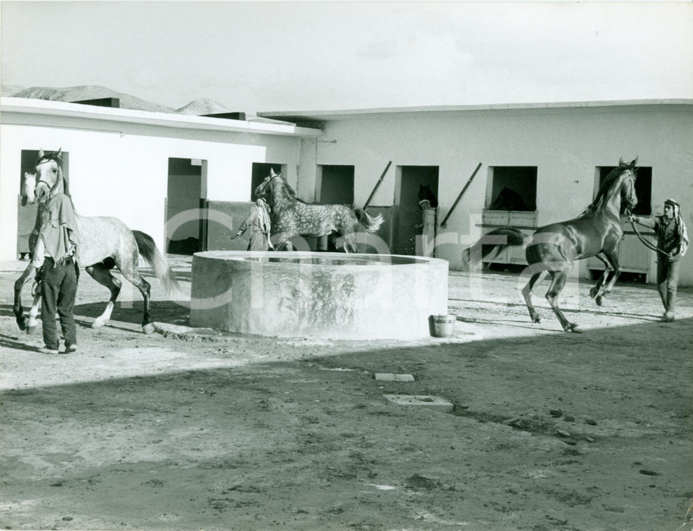 Fotografia d epoca originale 1965 ca AMMAN Allenamento cavalli Re Hussein di GIORDANIA Fotografia 1