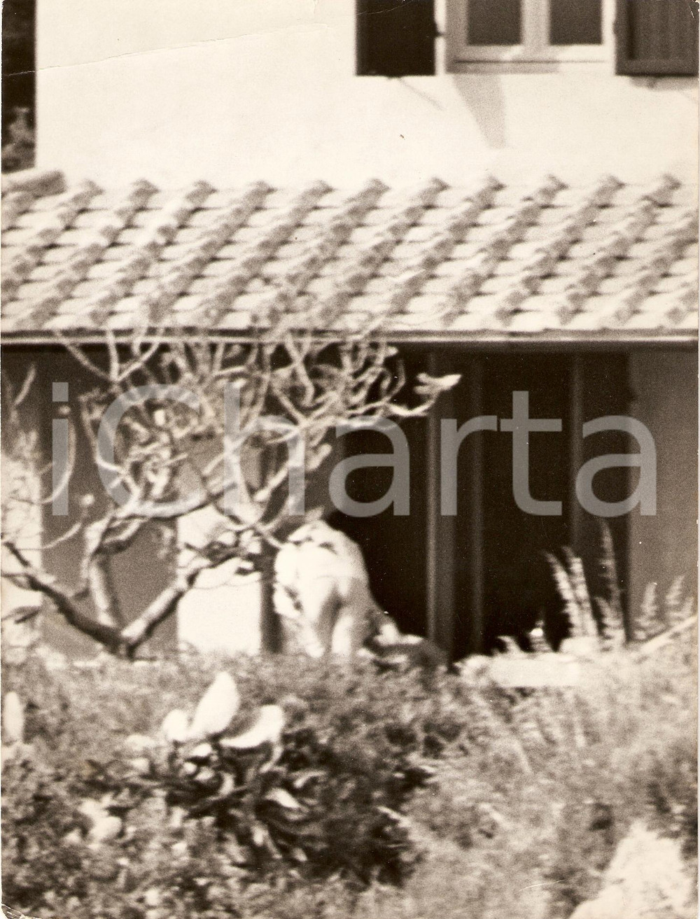 Fotografia d epoca originale 1965 ca CALA PICCOLA Argentario Liz TAYLOR kisses Richard BURTON Paparazzi 1 1