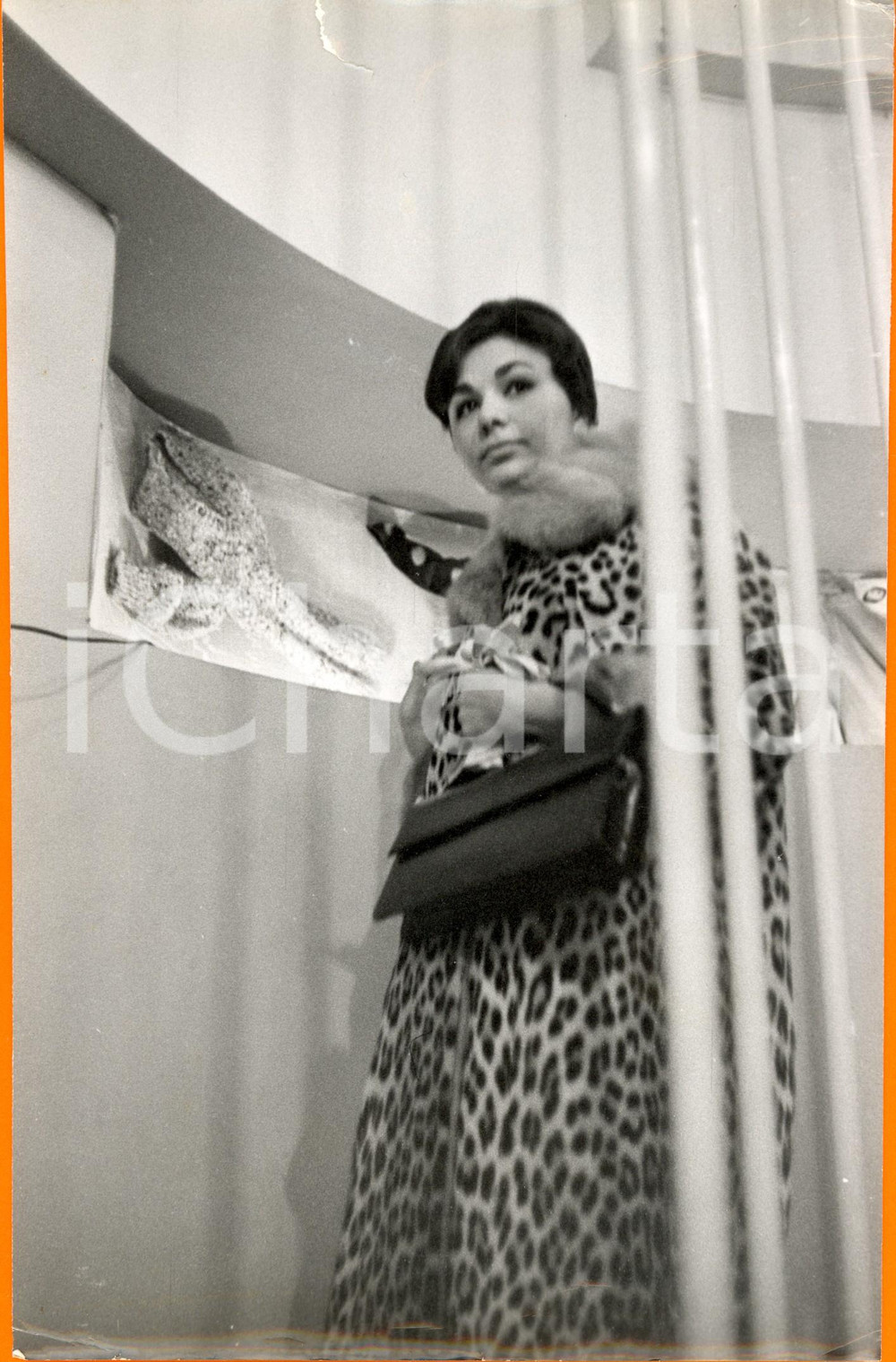 Fotografia d epoca originale 1960 ca ROMA Farah DIBA di PERSIA in pelliccia di ghepardo Foto DANNEGGIATA 1