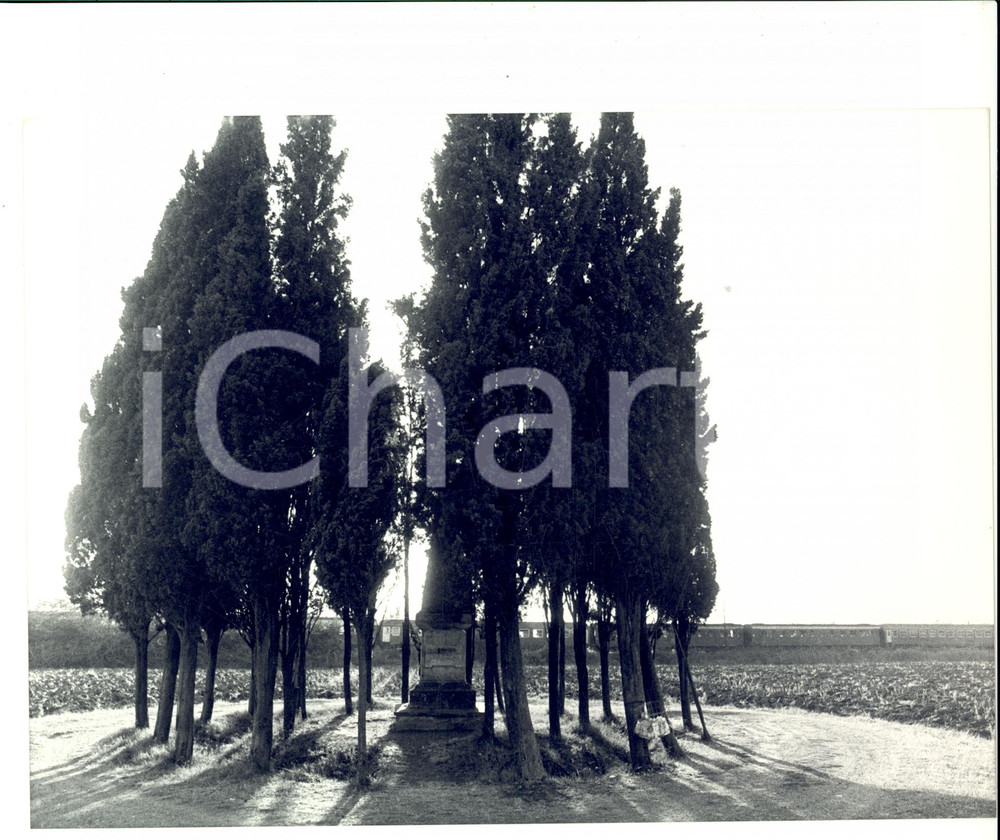 Fotografia d epoca originale 1978 BOLGHERI LI I cipressi del CARDUCCI muoiono di cancro Foto 1