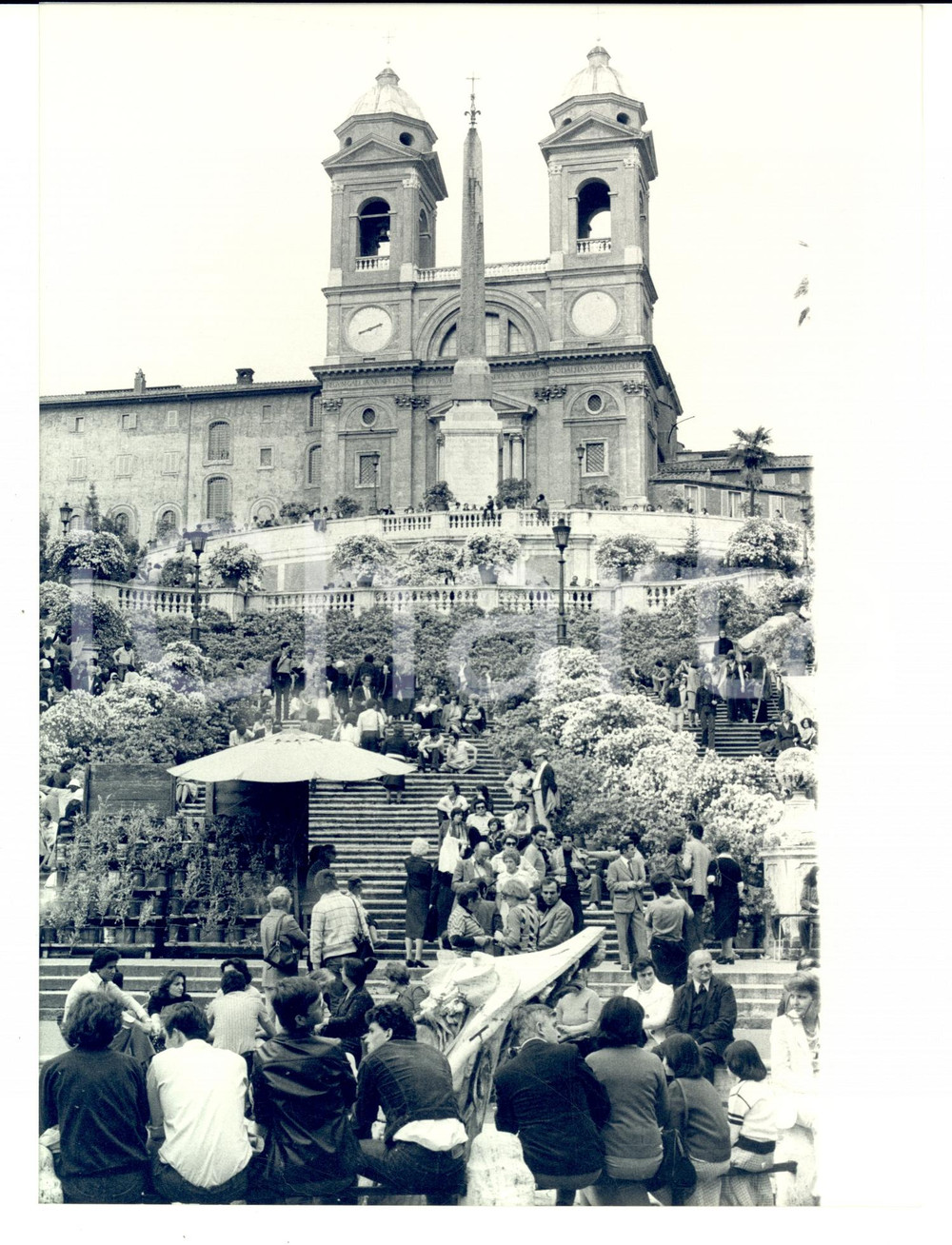 Fotografia d epoca originale 1978 ROMA Mostra dell azalea sulla scalinata di PIAZZA DI SPAGNA 1