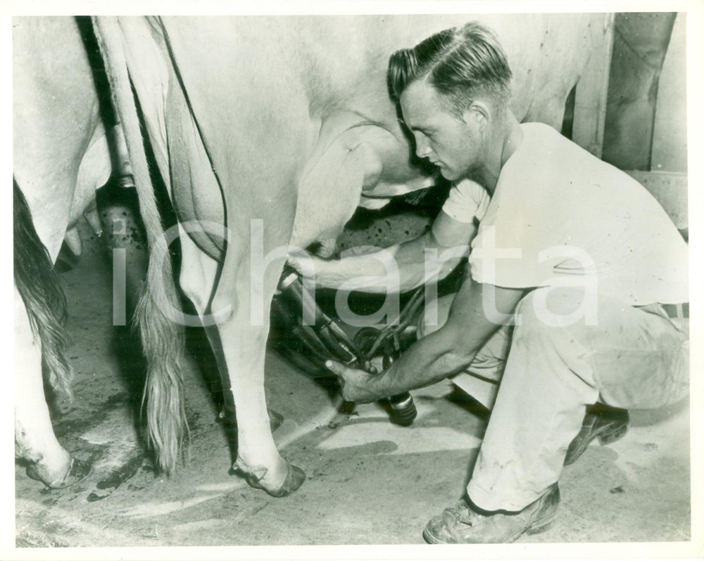 Fotografia d epoca originale 1950 ca USA Allevatore con strumento per mungitura automatica Fotografia 1