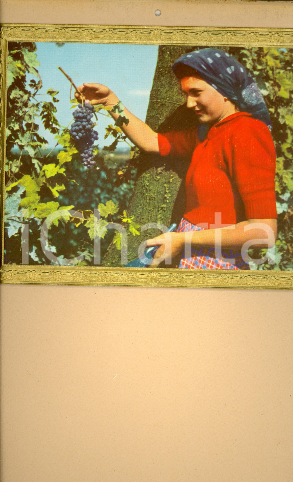 Oggetto da collezione cartaceo 1955 ca ITALIA MODERNARIATO Calendario perpetuo raccoglitrice d uva 27 x 42 cm 1