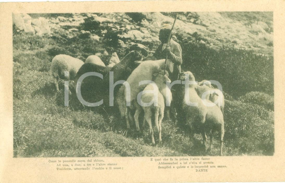 Cartolina originale da collezione 1916 WW1 APPENNINO? Pastore con gregge di pecore Cartolina FP VG 1