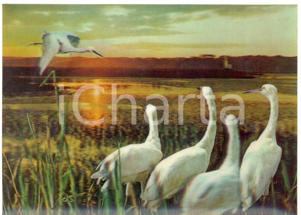 Cartolina originale da collezione 1970 ca OLOGRAFIA Aironi al tramonto Cartolina FG NV 1