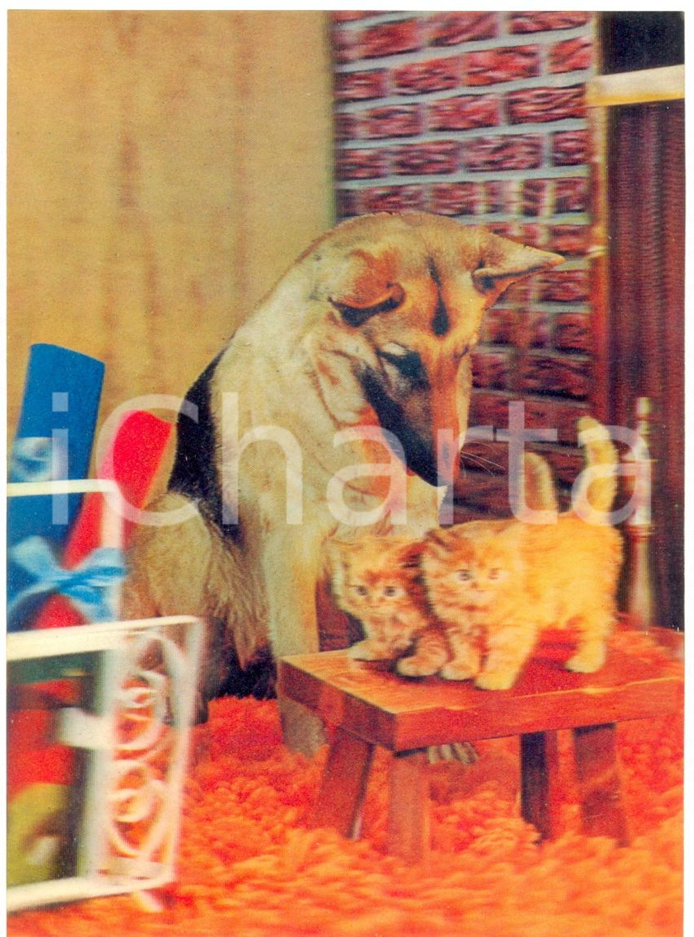 Cartolina originale da collezione 1970 ca OLOGRAFIA Pastore tedesco veglia su due gatti striati Cartolina FG NV 1