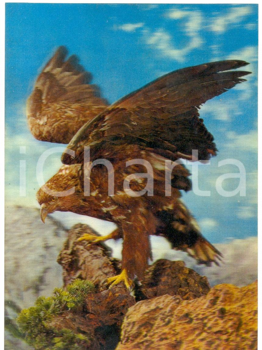 Cartolina originale da collezione 1970 ca OLOGRAFIA Aquila con le ali spiegate Cartolina FG NV 1