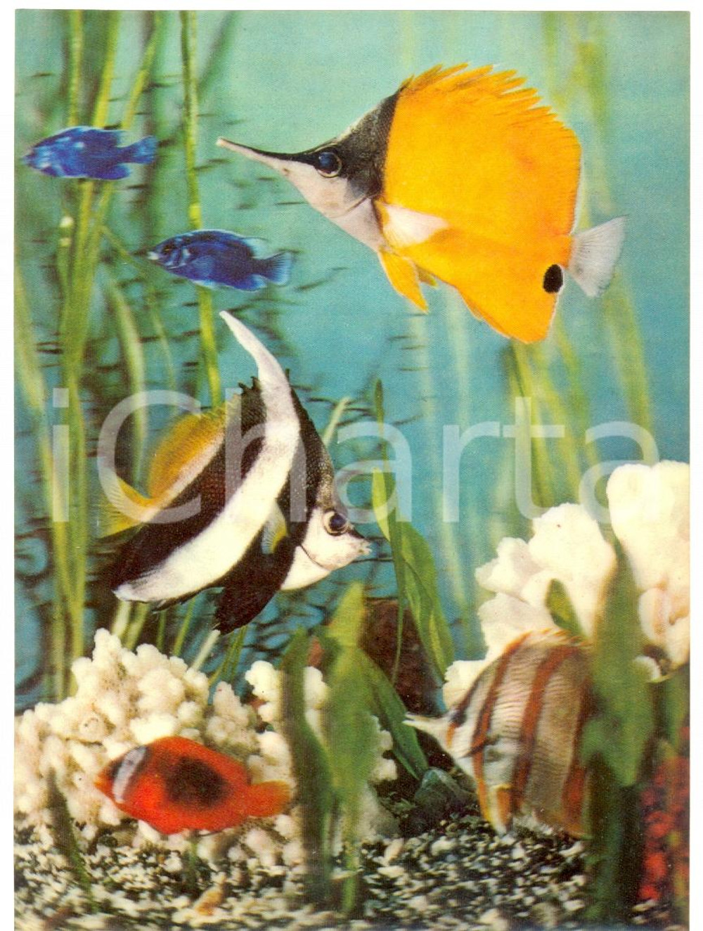 Cartolina originale da collezione 1970 ca OLOGRAFIA Acquario specie diverse pesci colorati Cartolina FG NV 1