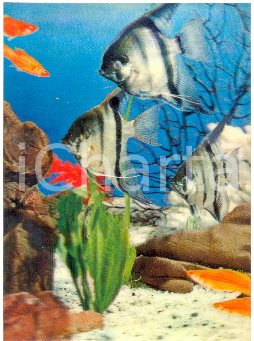 Cartolina originale da collezione 1970 ca OLOGRAFIA Fondale con pesci angelo pesci rossi alghe marine FG NV 1