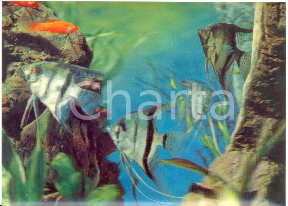 Cartolina originale da collezione 1970 ca OLOGRAFIA Fondale con pesci angelo e pesci rossi Cartolina FG NV 1