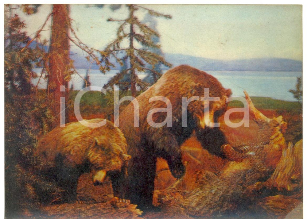 Cartolina originale da collezione 1970 ca OLOGRAFIA Due orsi su tronchi d albero caduti Cartolina FG NV 1