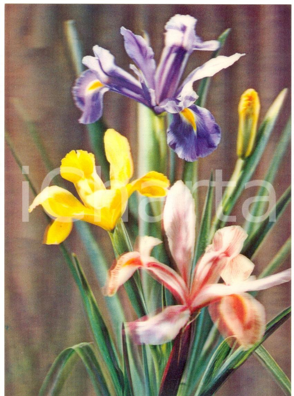 Cartolina originale da collezione 1970 ca OLOGRAFIA Fiori variopinti Cartolina TOPPAN FG NV 1