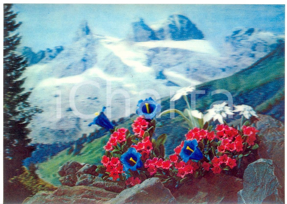 Cartolina originale da collezione 1970 ca OLOGRAFIA Fiori e Stelle alpine con montagne Cartolina FG NV 1