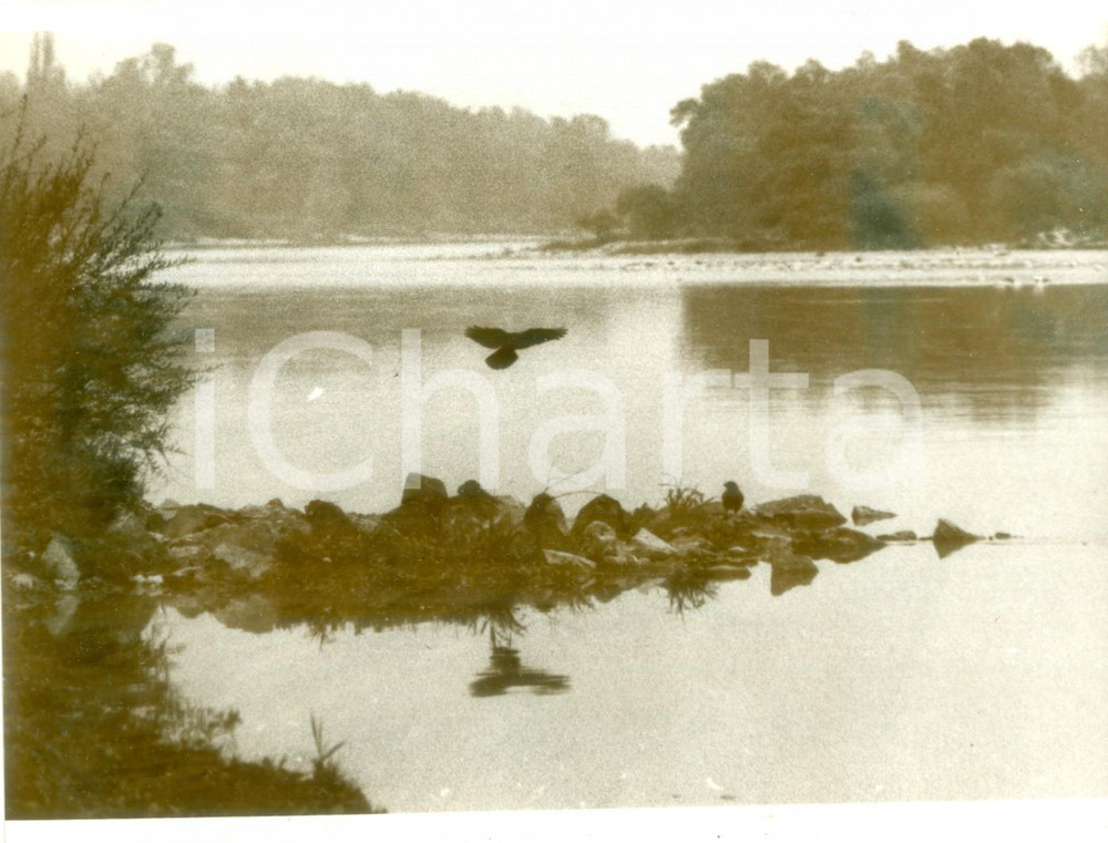 Fotografia d epoca originale 1986 BASILEA Disastro chimico fabbrica SANDOZ inquina fiumi Fotografia 1