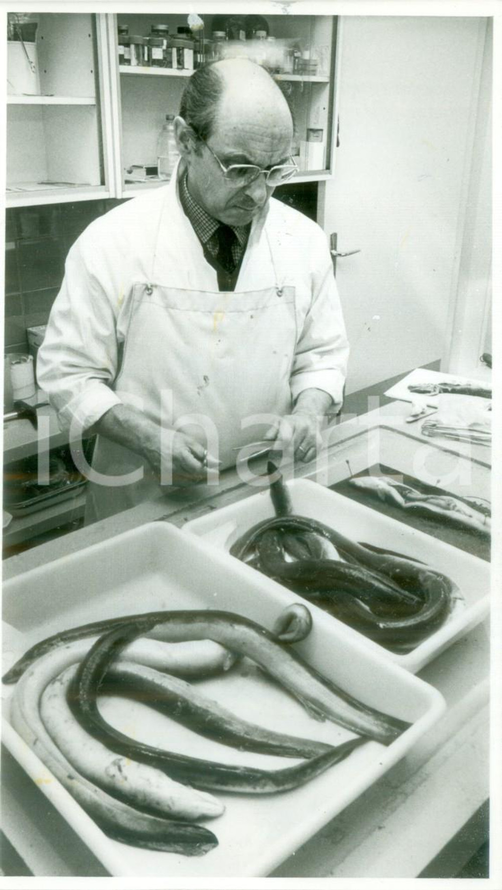 Fotografia d epoca originale 1986 SVIZZERA DISASTRO SANDOZ Inquinamento del RENO Ecatombe di anguille Foto 1