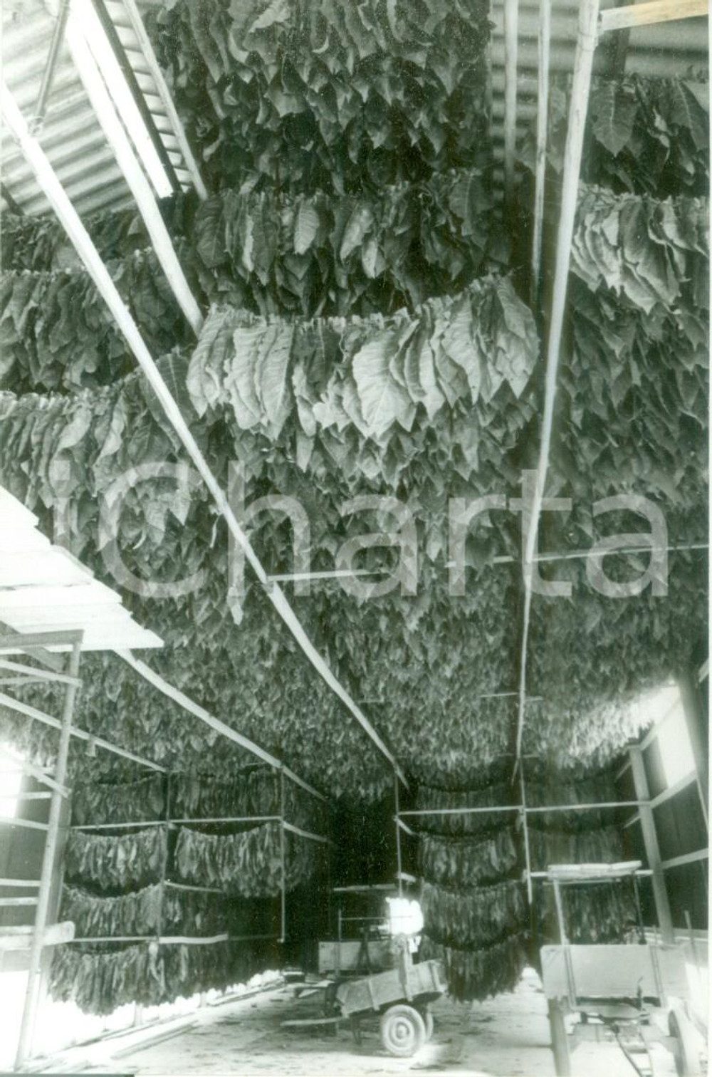 Fotografia d epoca originale 1987 ALSACE FRANCE Raccolta delle doglie di tabacco Fotografia 1