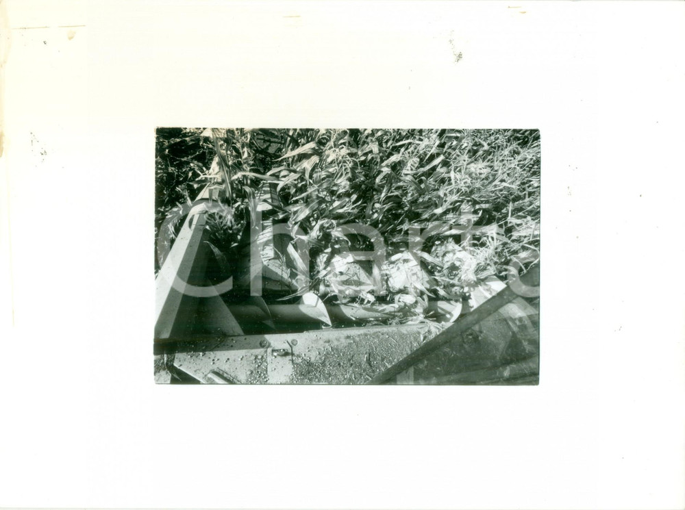 Fotografia d epoca originale 1992 OTTMARSHEIM FRANCE Impianti per coltivazione del mais Foto artistica 1