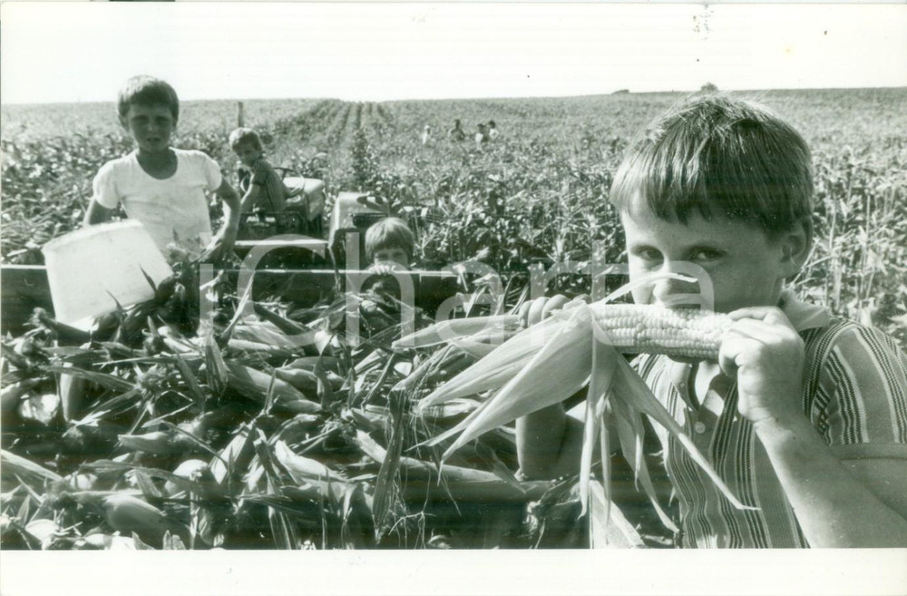 Fotografia d epoca originale 1985 ca BOSSENDORF FRANCE Bambini nei campi di mais dolce Fotografia 1