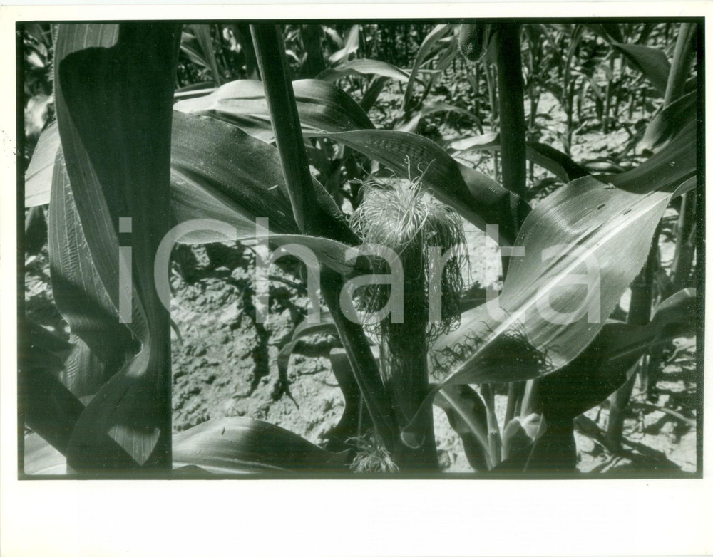 Fotografia d epoca originale 1990 ca ALSACE FRANCE Veduta di un campo di pannocchie Fotografia artistica 1