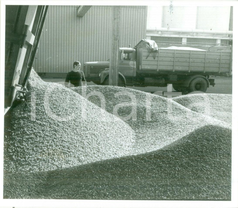 Fotografia d epoca originale 1986 COLMAR FRANCE Preparazione del grano per versamento nei depositi Foto 1