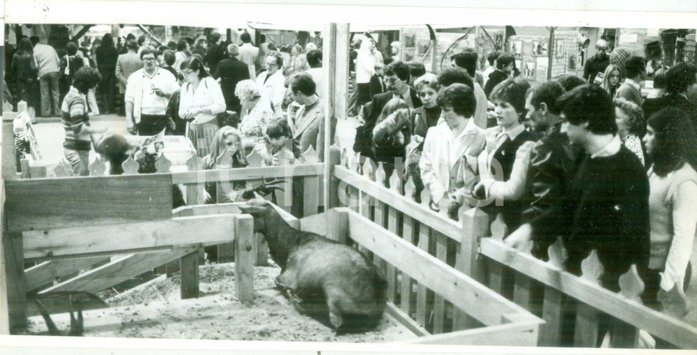 Fotografia d epoca originale 1992 MULHOUSE F Turisti al mercato del bestiame alle JournÃ©es d Octobre Foto 1