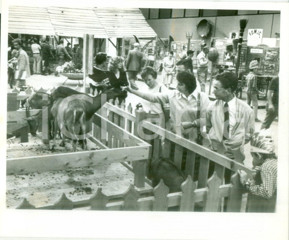 Fotografia d epoca originale 1980 MULHOUSE F Capre in mostra alle JournÃ©es d Octobre Fotografia 1