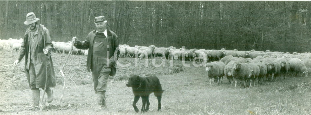 Fotografia d epoca originale 1981 FRANCE Pastori portano al pascolo gregge di montoni Fotografia 1