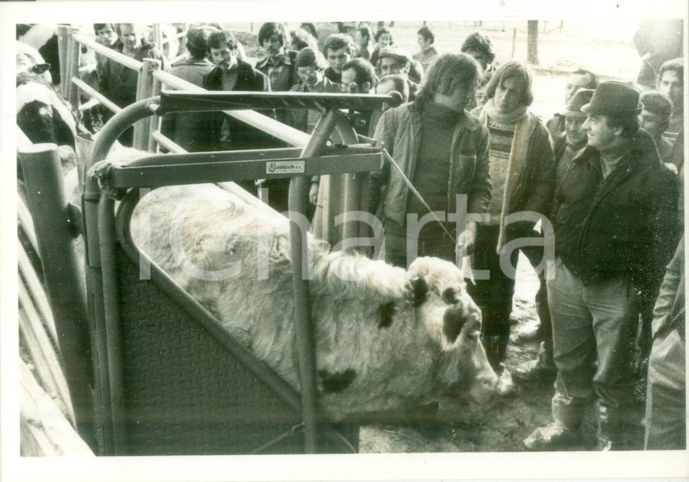 Fotografia d epoca originale 1980 FRANCE Allevatori in visita a un gregge Fotografia 1