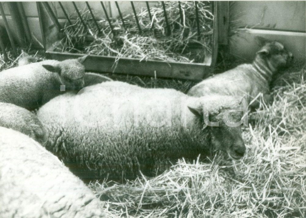 Fotografia d epoca originale 1979 PARIS Montoni in mostra al Salon International de l Agriculture Fotografia 1