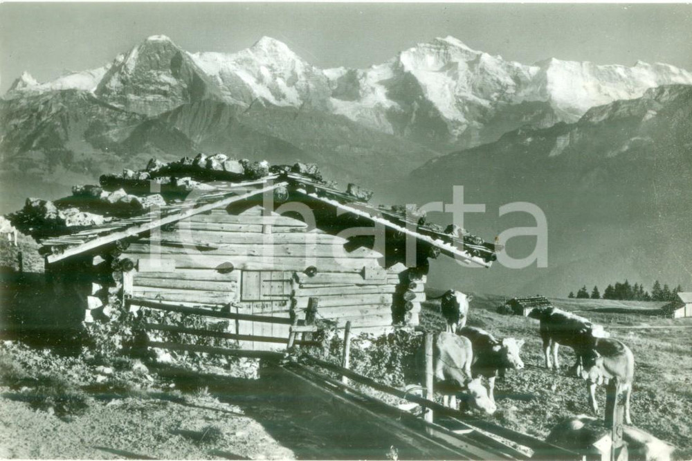 Cartolina originale da collezione 1980 ca BEATENBERG SWITZERLAND Veduta di capanna con mucche Cartolina FP NV 1