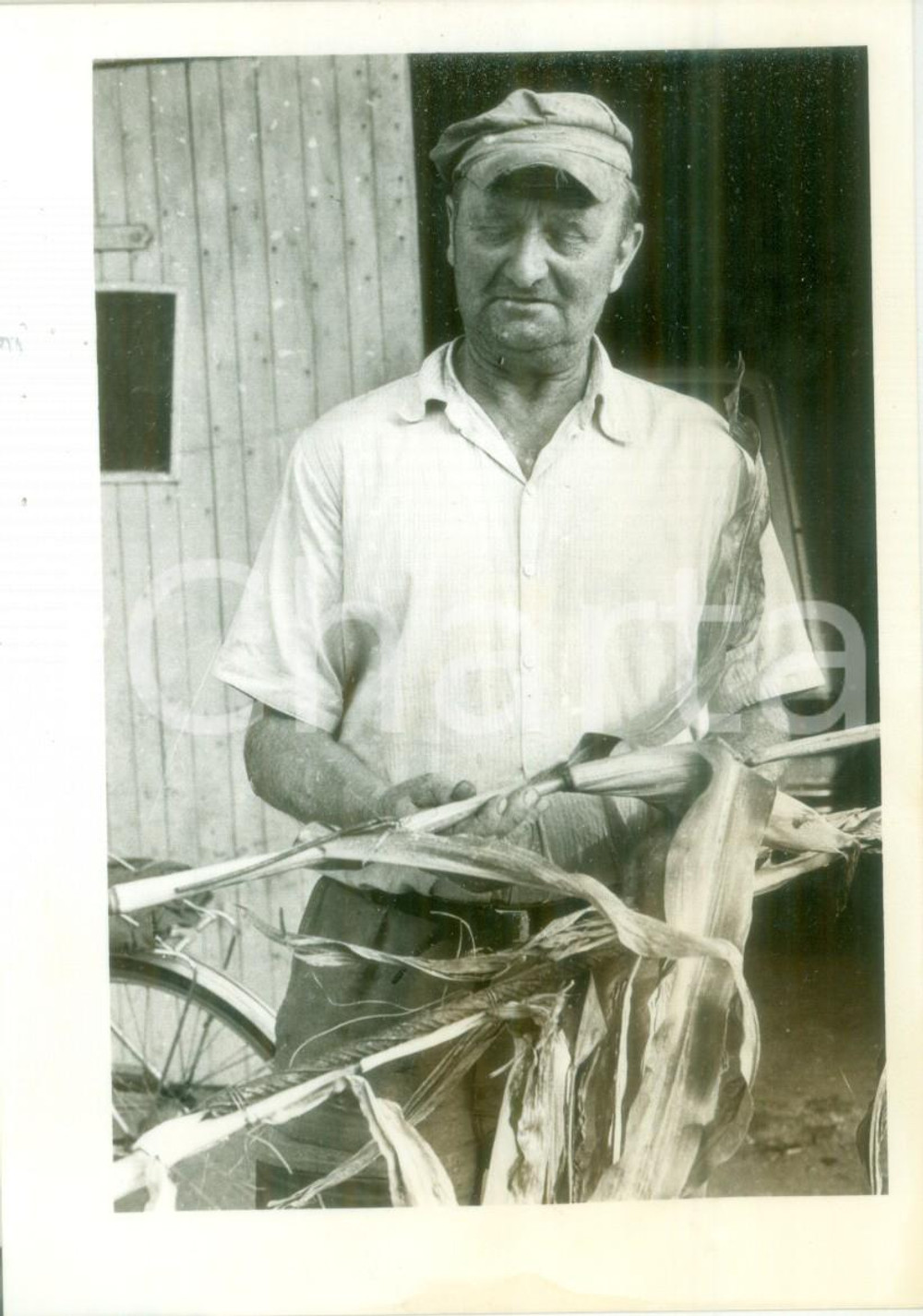 Fotografia d epoca originale 1983 BOSSENDORF FRANCE Contadino mostra le sue pannocchie Fotografia 1