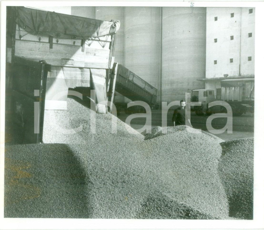 Fotografia d epoca originale 1989 COLMAR FRANCE Versamento del mais nei depositi dopo il raccolto Foto 1