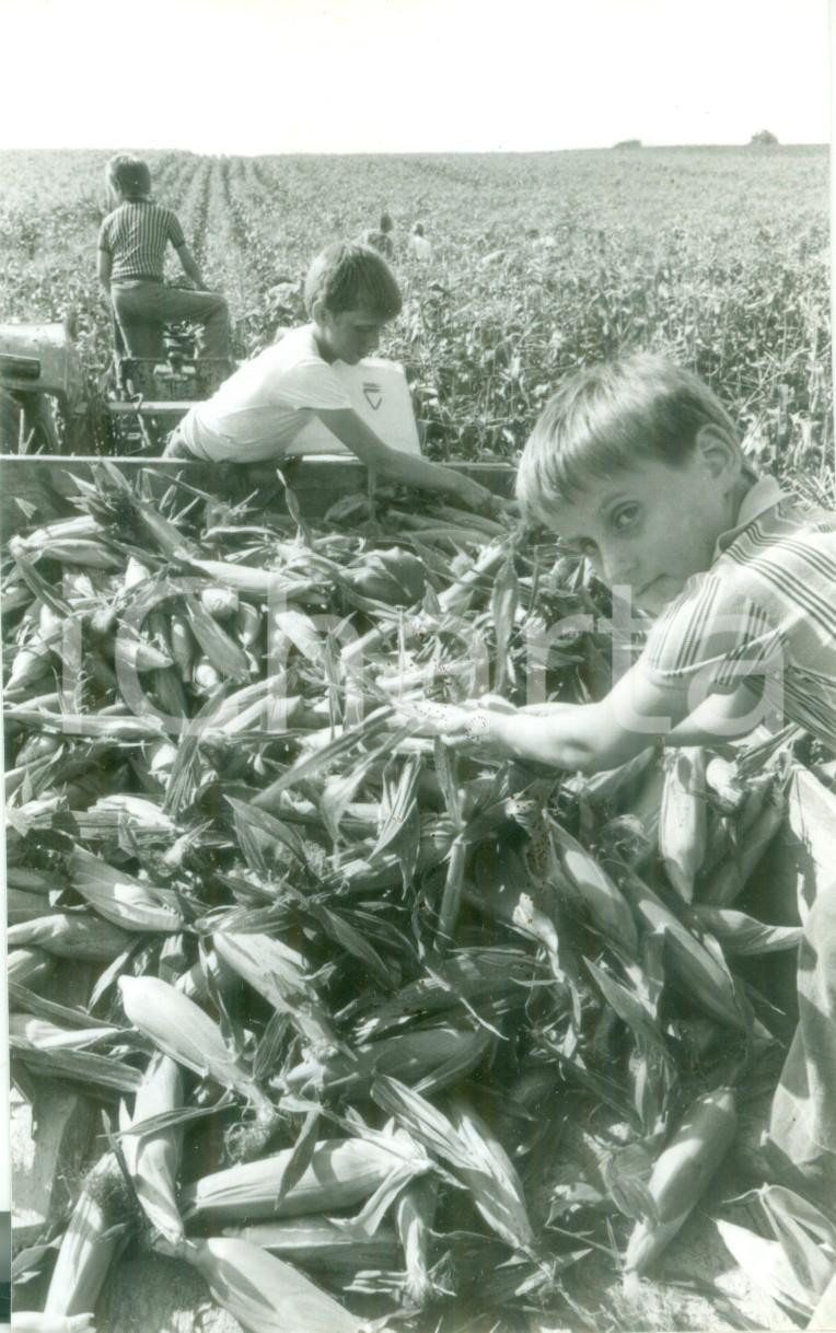 Fotografia d epoca originale 1980 BOSSENDORF FRANCE Bambini nei campi per raccolta del mais Fotografia 1