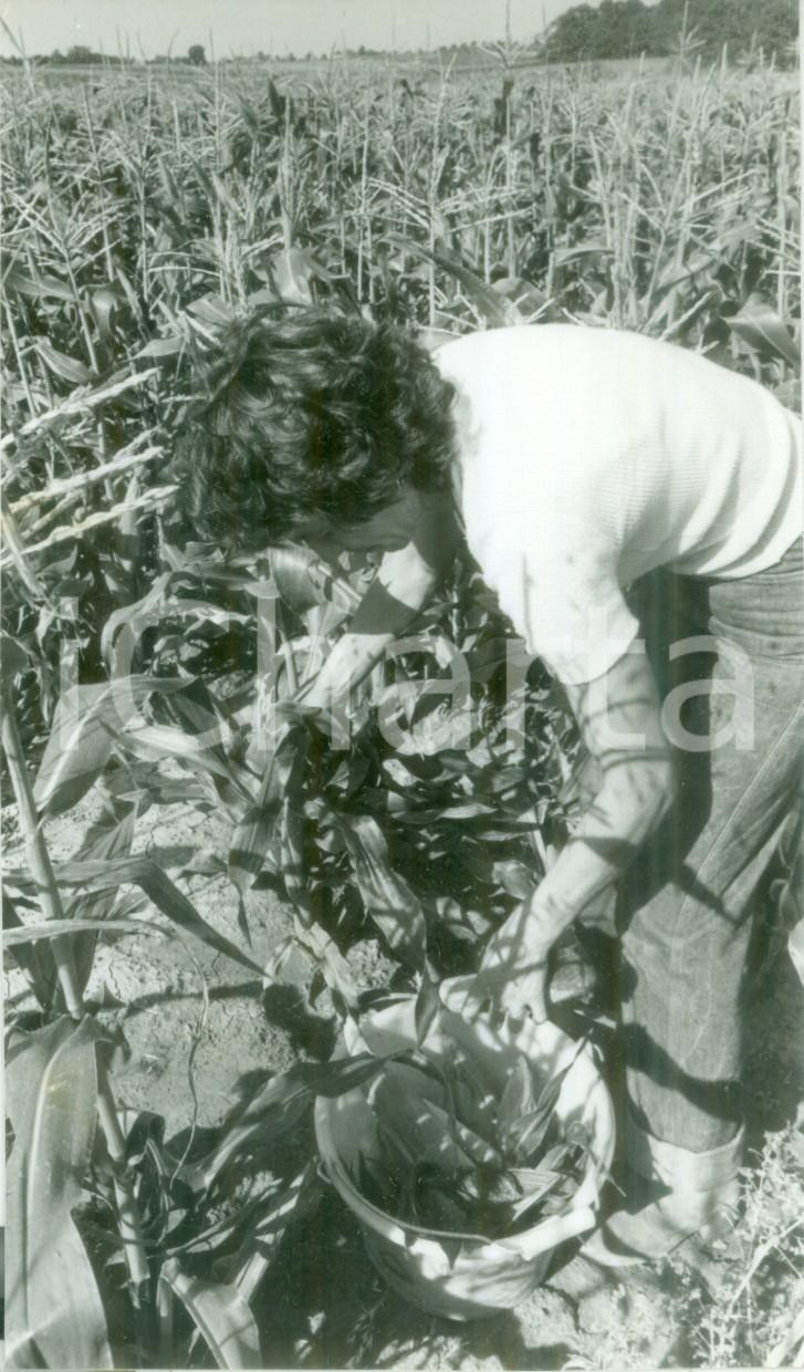 Fotografia d epoca originale 1980 BOSSENDORF FRANCE Contadina alla raccolta del mais Fotografia 1