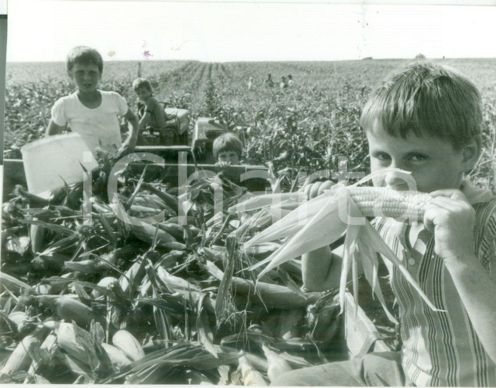Fotografia d epoca originale 1980 BOSSENDORF FRANCE Bambini al lavoro alla raccolta del mais Fotografia 1