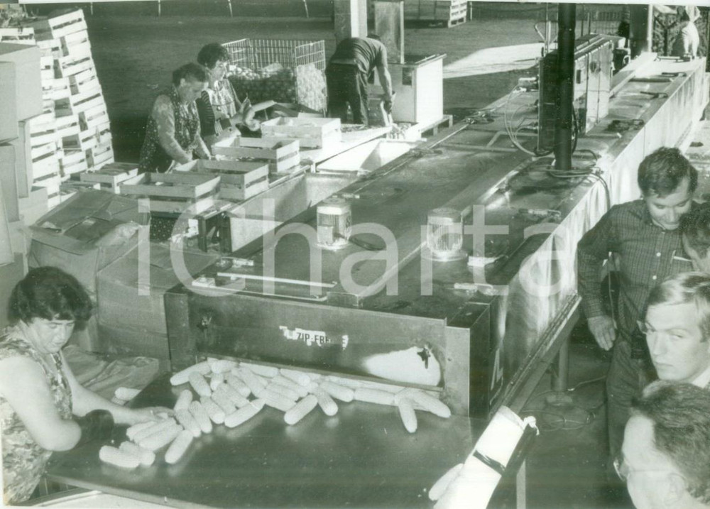 Fotografia d epoca originale 1980 ca FRANCE Operaie ai macchinari di divisione pannocchie Fotografia 1